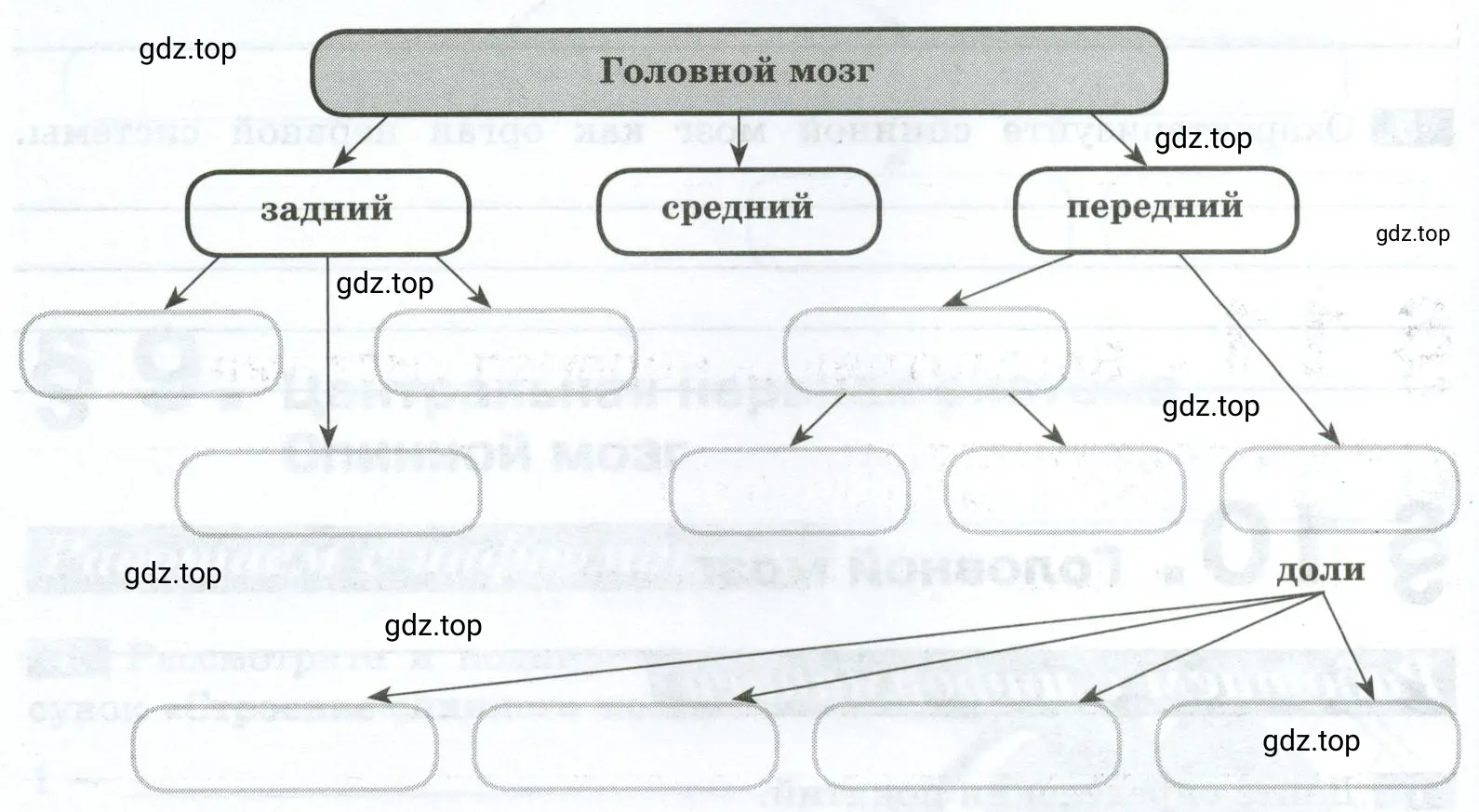 Используя обозначения рисунка, дополните схему «Строение головного мозга». Недостающие структуры подпишите словами.