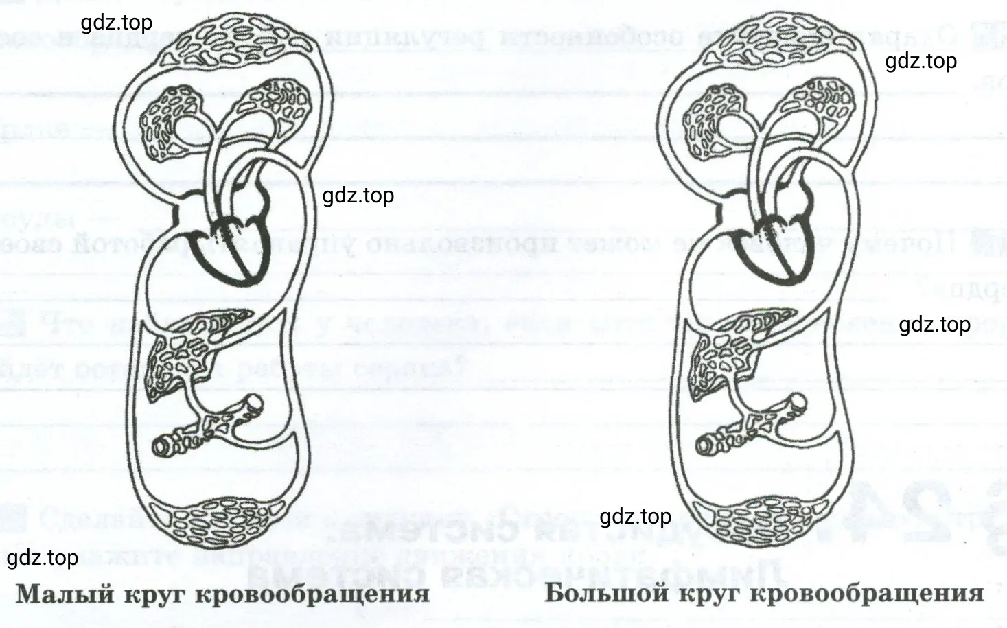 Закончите рисунки «Круги кровообращения»: