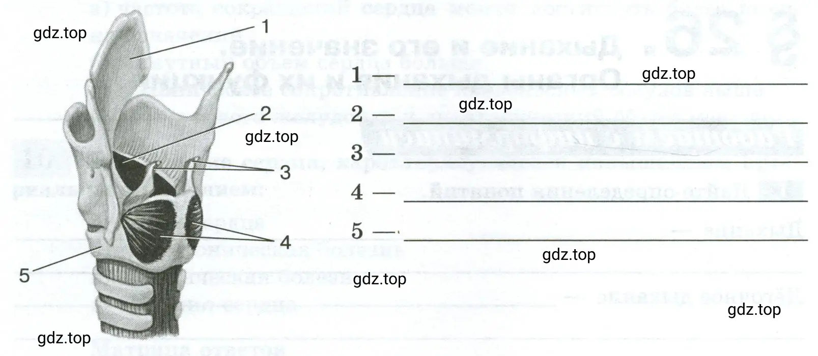 Рассмотрите рисунок «Строение гортани». Подпишите указанные на нём структуры.