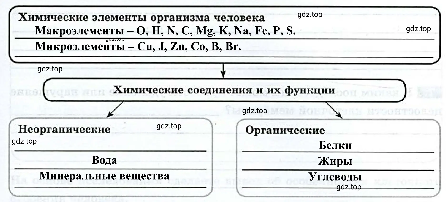 Cхема «Химический состав организма человека».