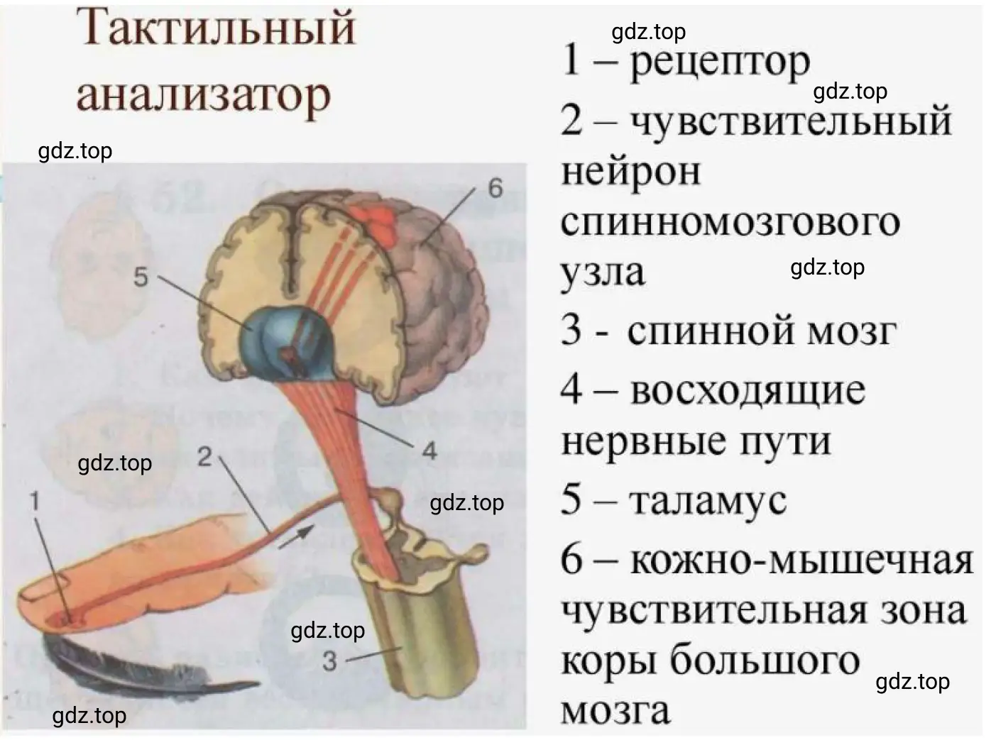 Тактильный анализатор