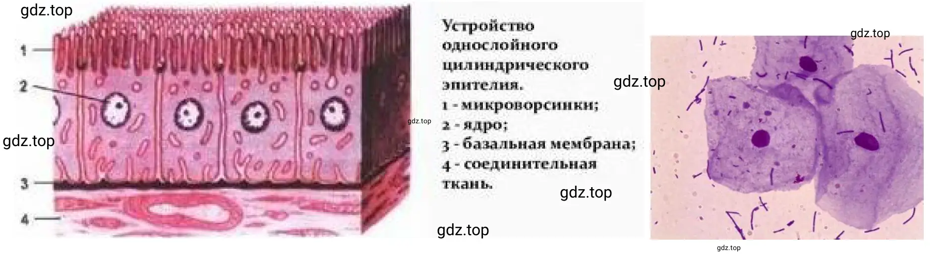 Лабораторная работа «Изучение клеток слизистой оболочки полости рта человека (на временном микропрепарате)»