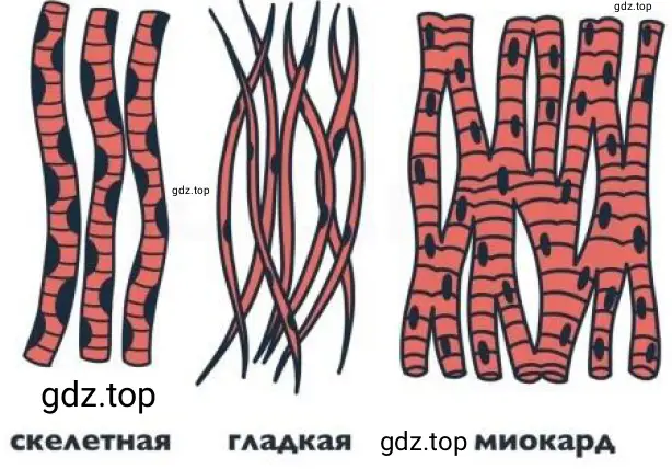 Мышечная ткань