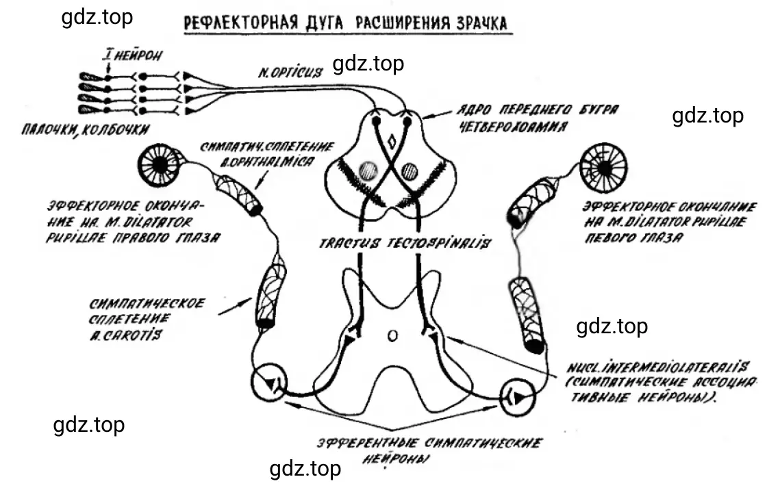 Схема. Рефлекторная дуга расширения зрачка