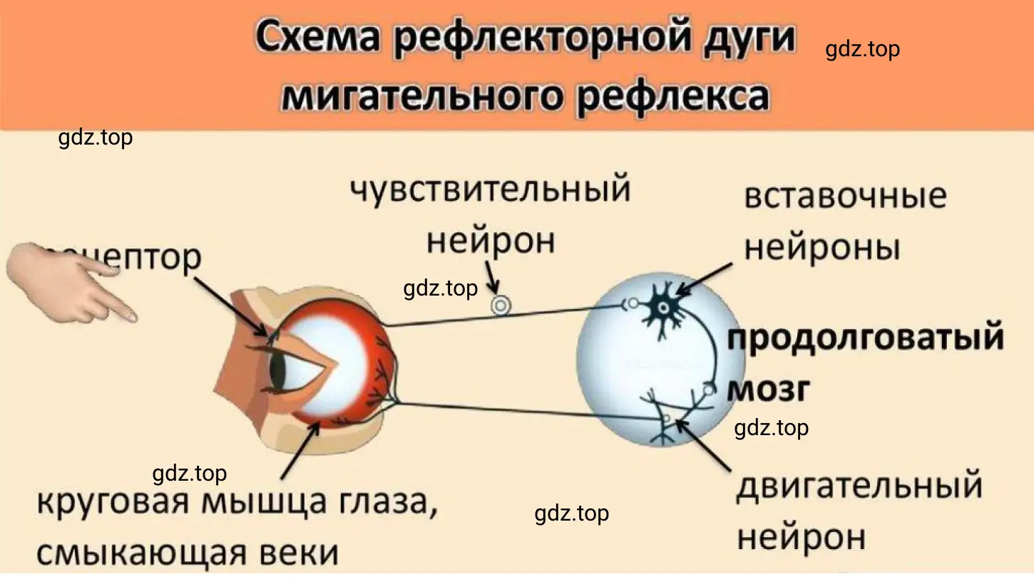 Схема рефлекторной дуги мигательного рефлекса