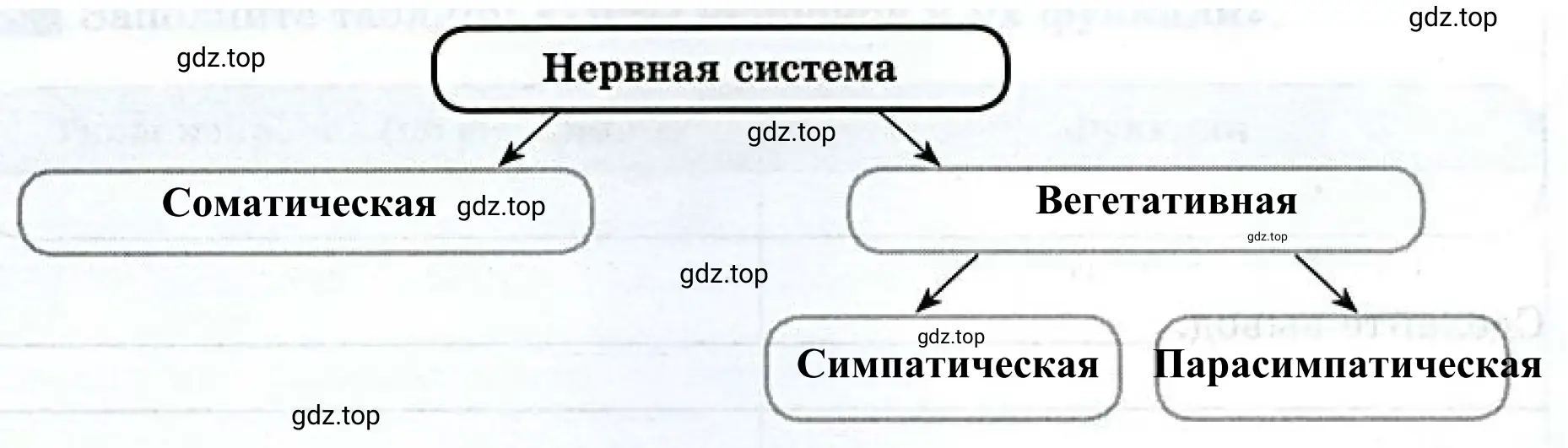 Схема «Функциональное деление нервной системы».