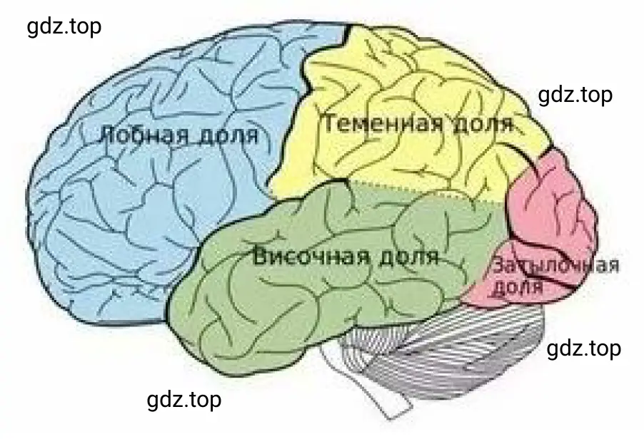 Рисунок 2. Большое полушарие головного мозга