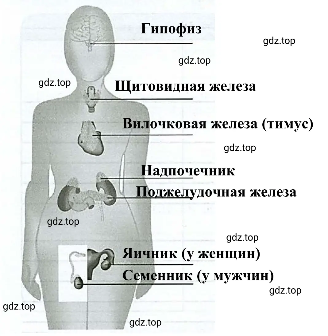 Рисунок «Железы внутренней секреции».