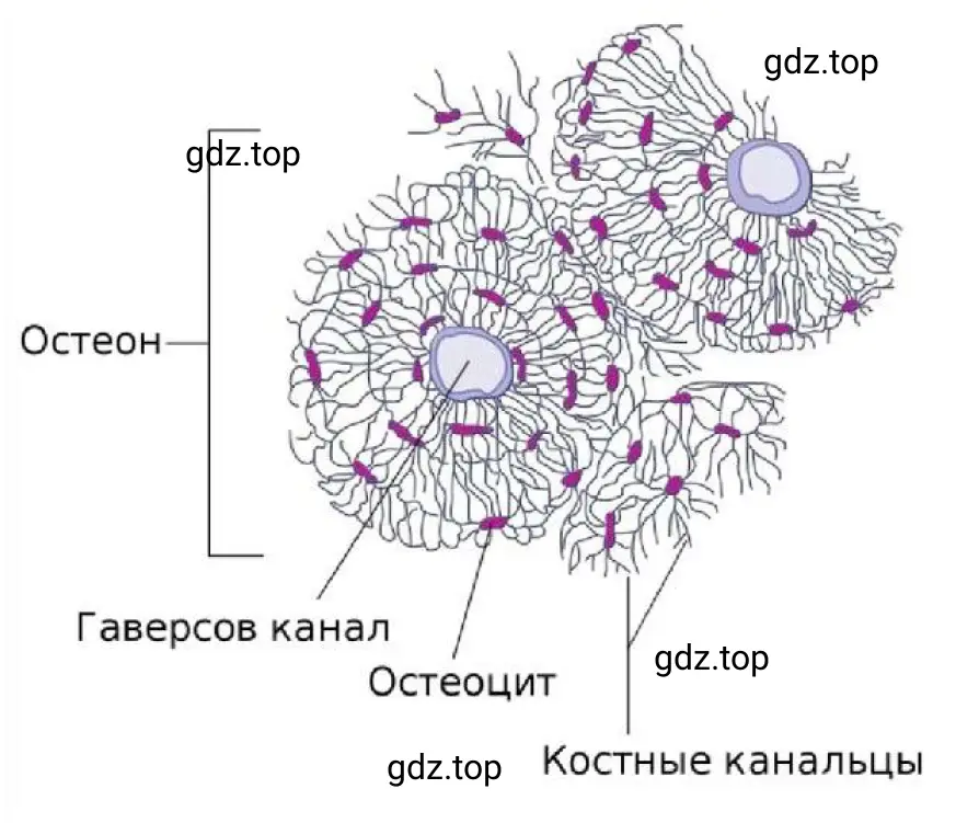 Строение кости под микроскопом