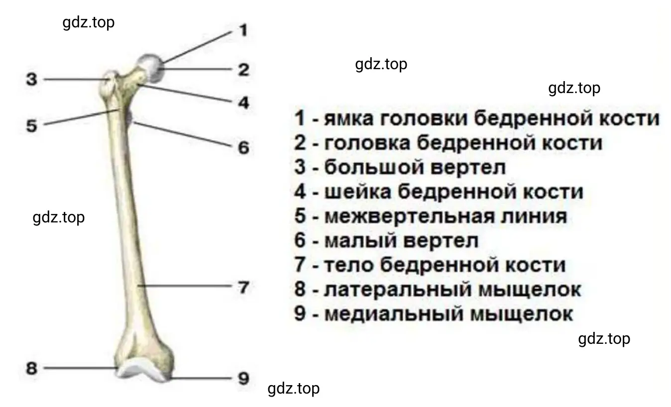 Бедренную кость