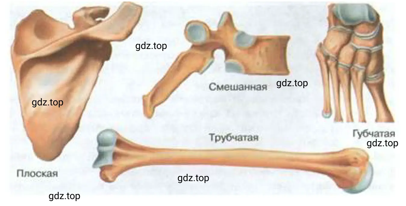 Муляжи костей