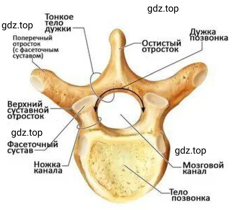 Рисунок 2. Рассмотрите и сравните позвонки шейного, грудного, поясничного и крестцового отделов.