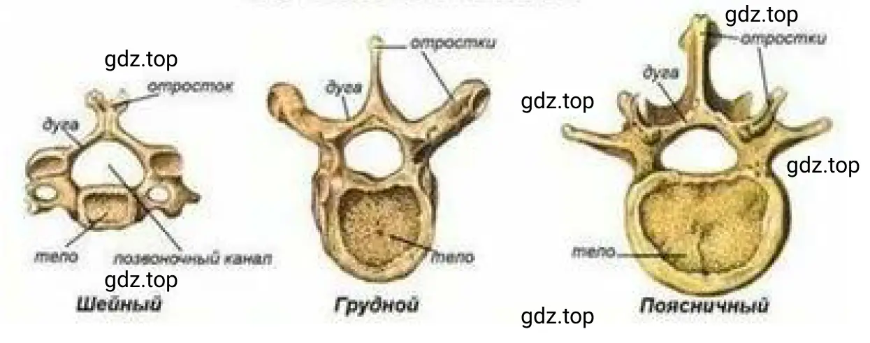 Рисунок 1. Рассмотрите и сравните позвонки шейного, грудного, поясничного и крестцового отделов.