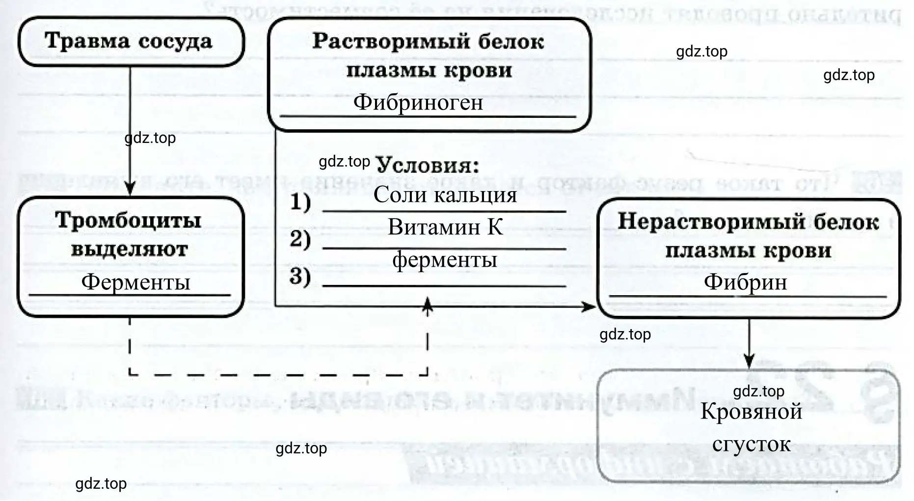 Схема, отражающая порядок событий, происходящих при свёртывании крови.