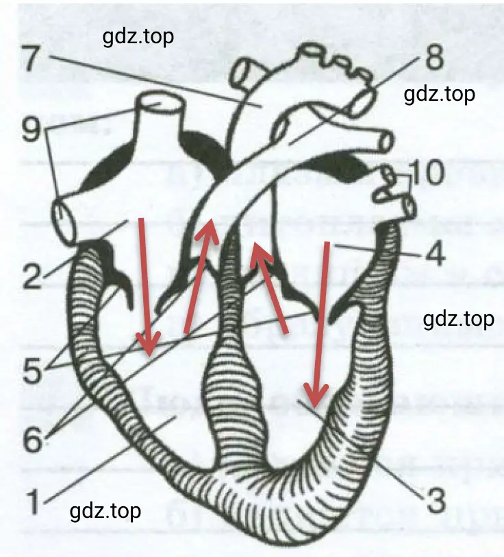 Строение и работа сердца
