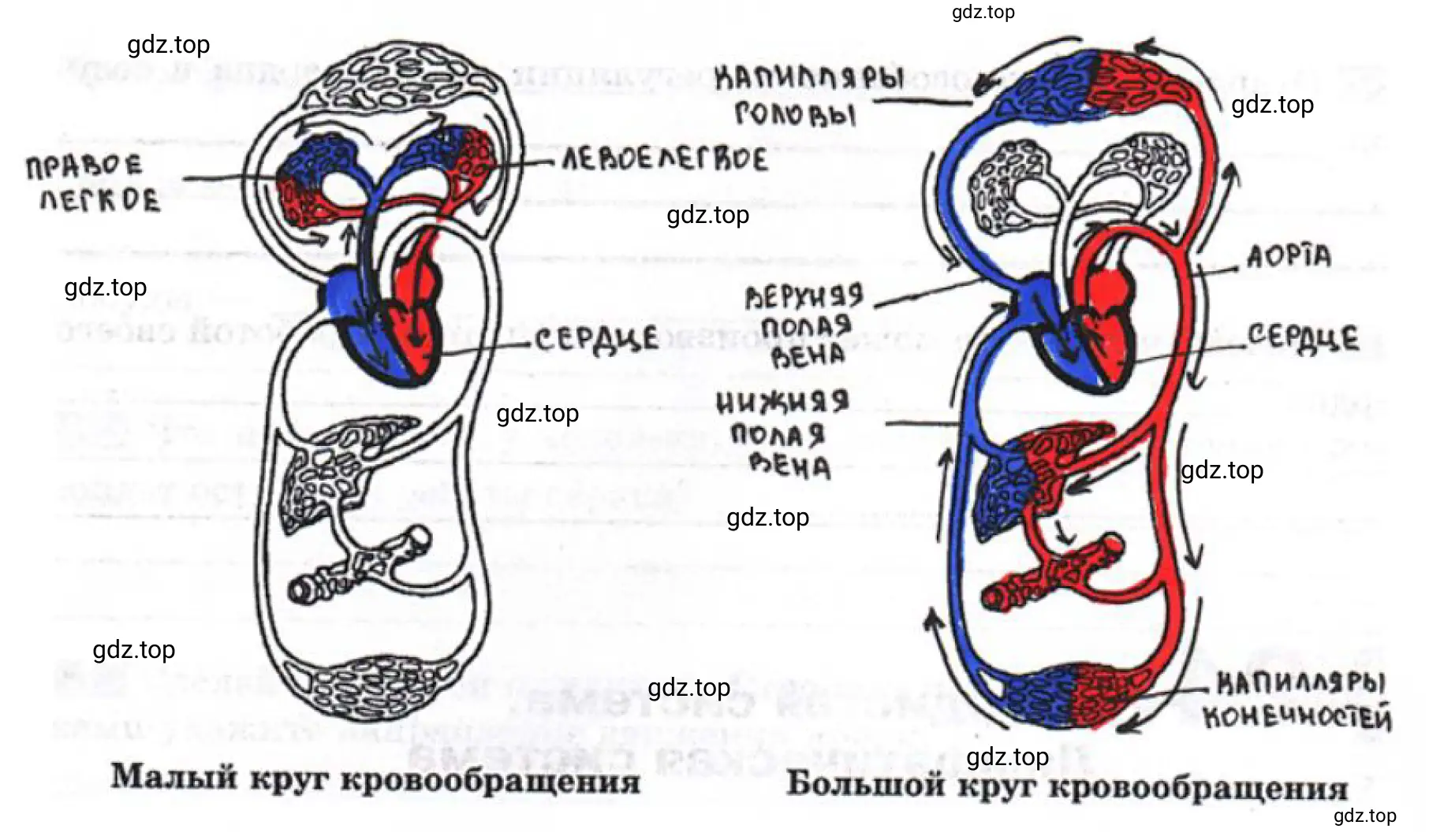 Круги кровообращения