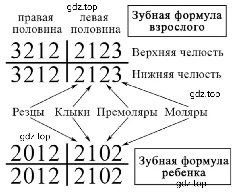 Зубная формула, характерузующая возраст