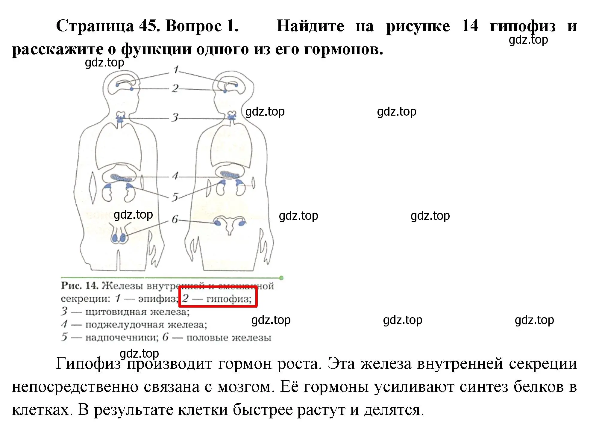 Решение номер 1 (страница 45) гдз по биологии 9 класс Драгомилов, Маш, учебник