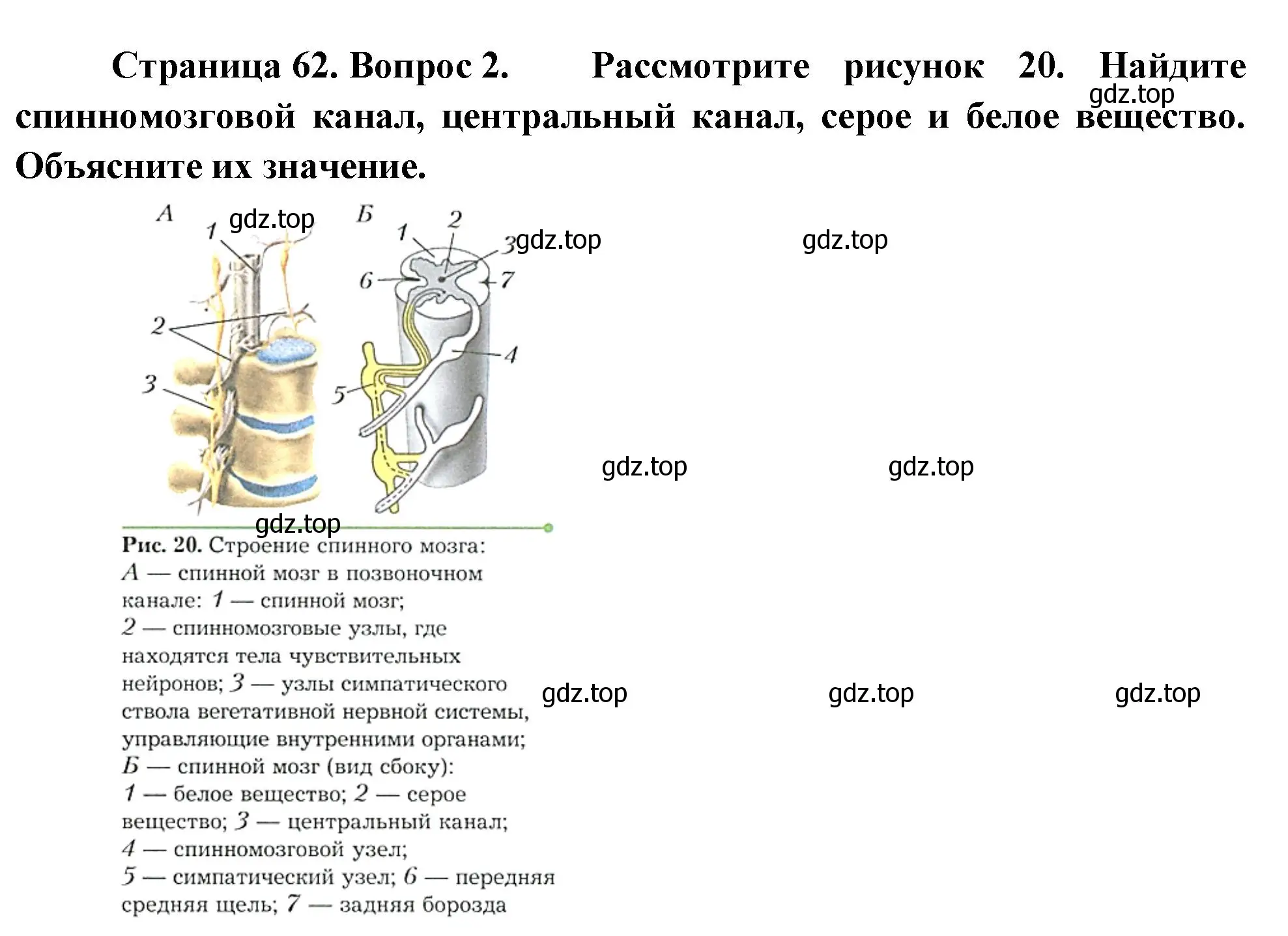 Решение номер 2 (страница 62) гдз по биологии 9 класс Драгомилов, Маш, учебник