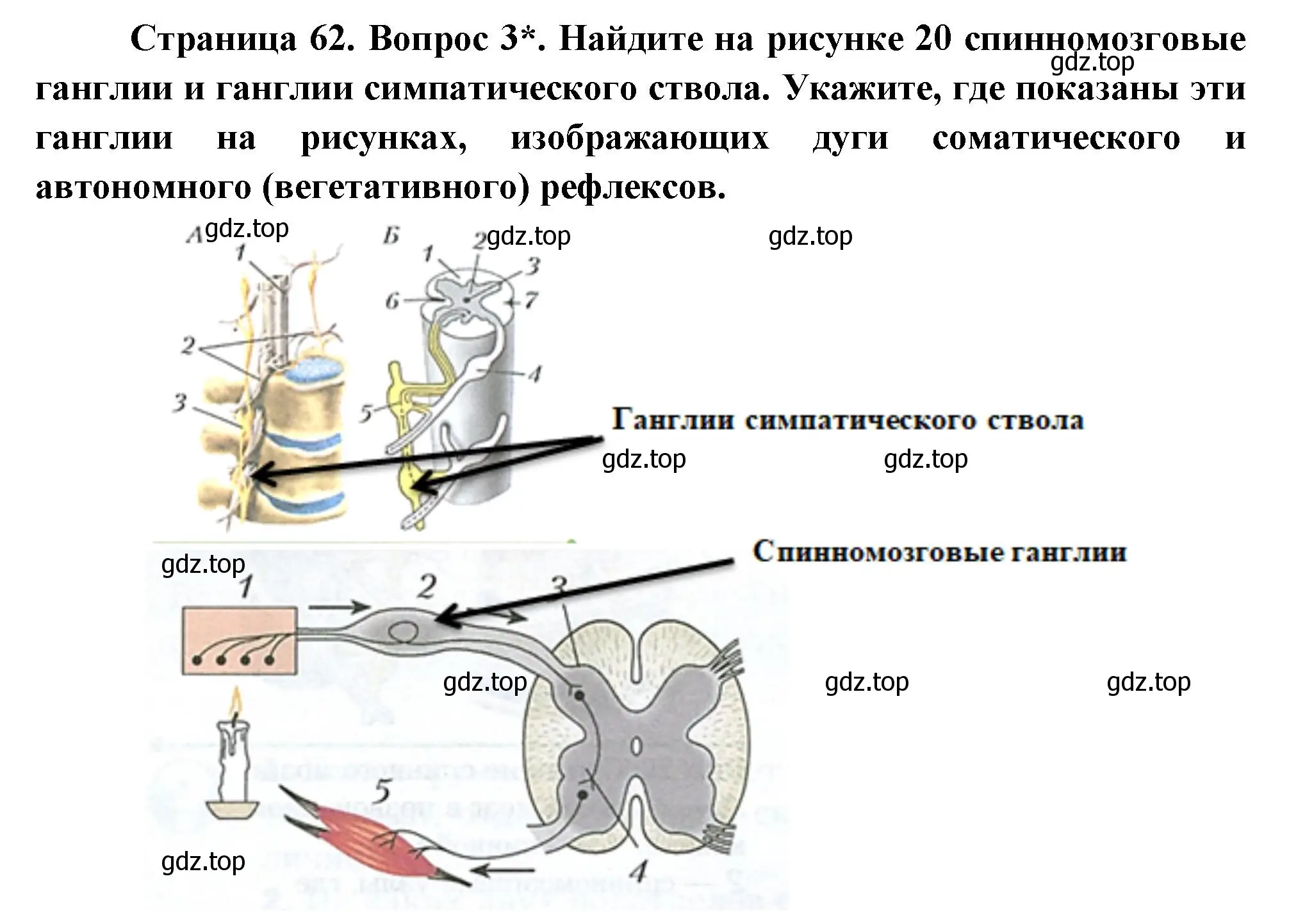 Решение номер 3 (страница 62) гдз по биологии 9 класс Драгомилов, Маш, учебник