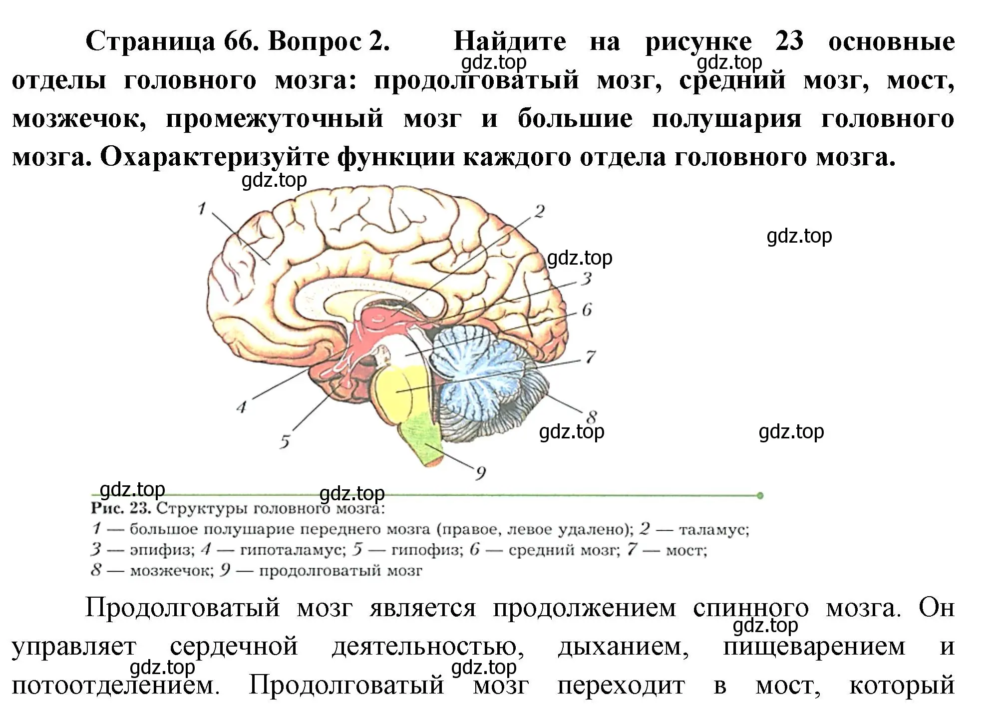 Решение номер 2 (страница 66) гдз по биологии 9 класс Драгомилов, Маш, учебник