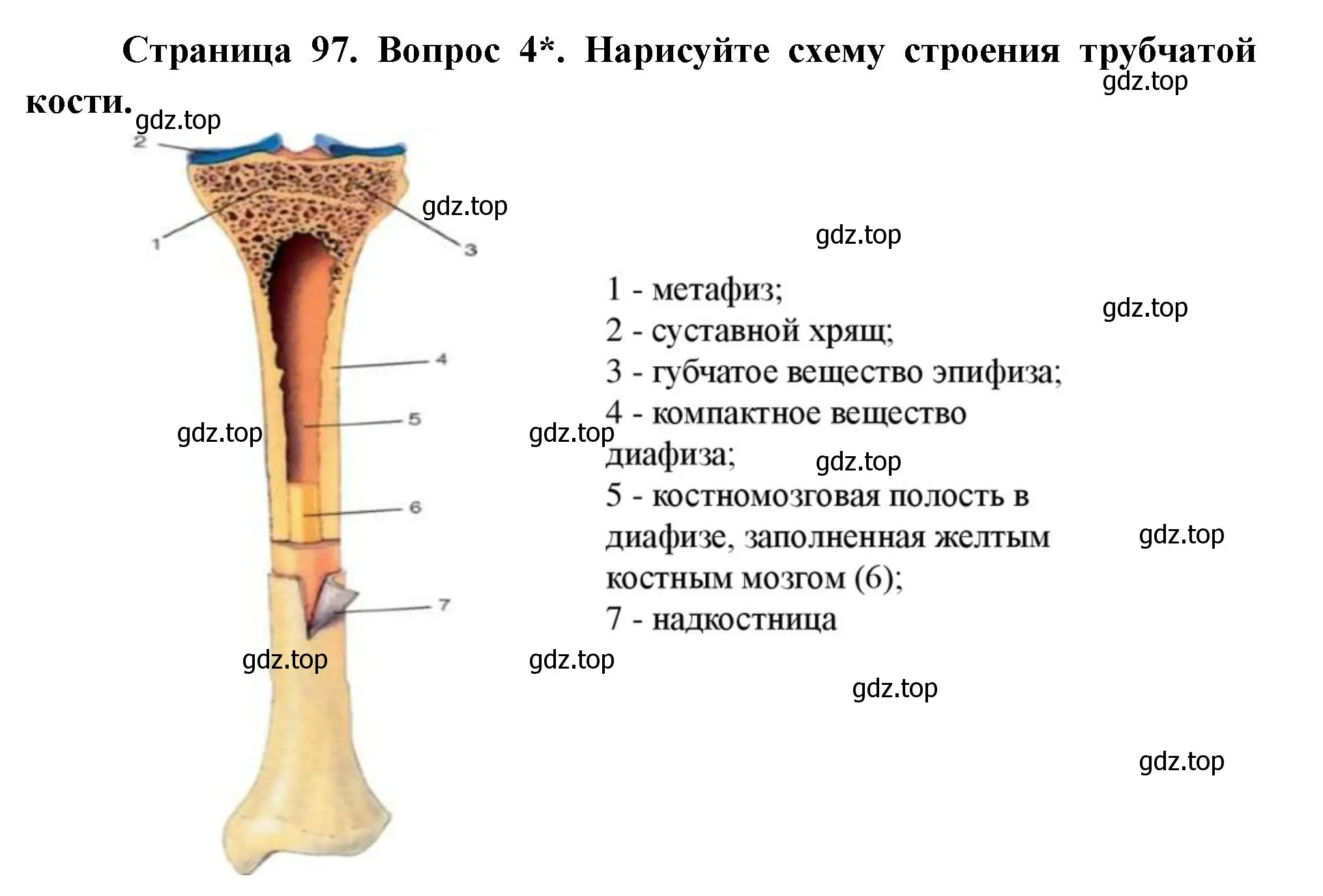 Решение номер 4 (страница 97) гдз по биологии 9 класс Драгомилов, Маш, учебник