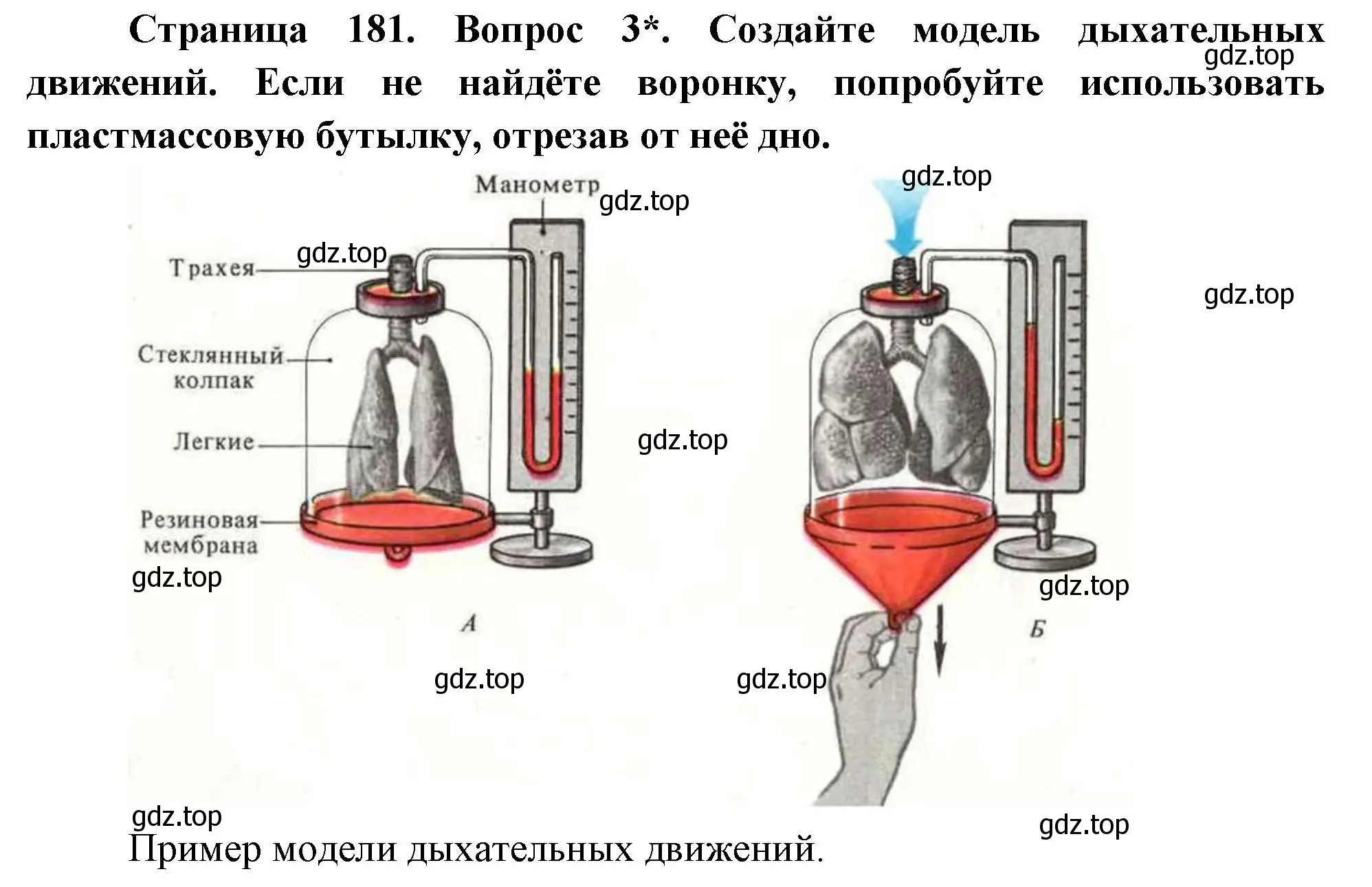 Решение номер 3 (страница 181) гдз по биологии 9 класс Драгомилов, Маш, учебник