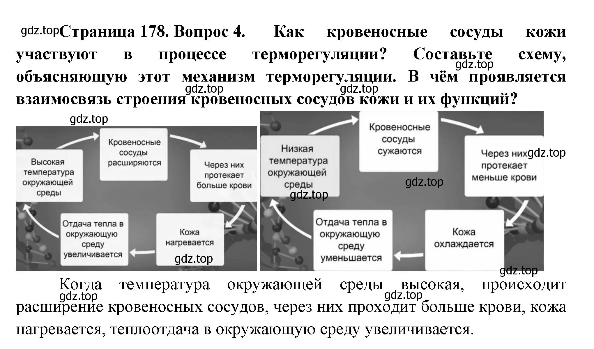 Решение номер 4 (страница 178) гдз по биологии 9 класс Пасечник, Каменский, учебник