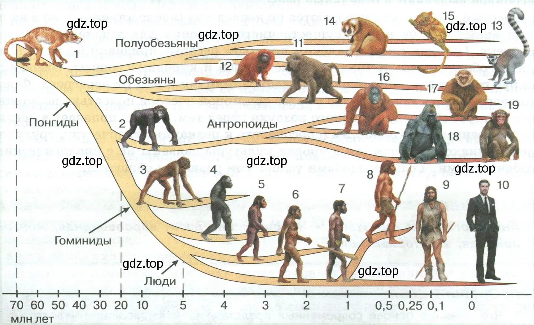 Схема эволюции человека