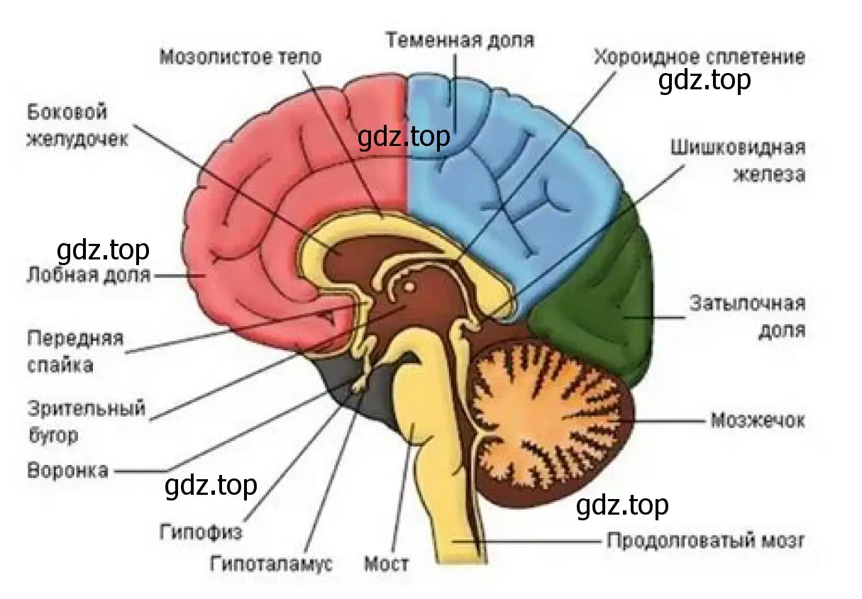 Рисунок 1. Строение головного мозга
