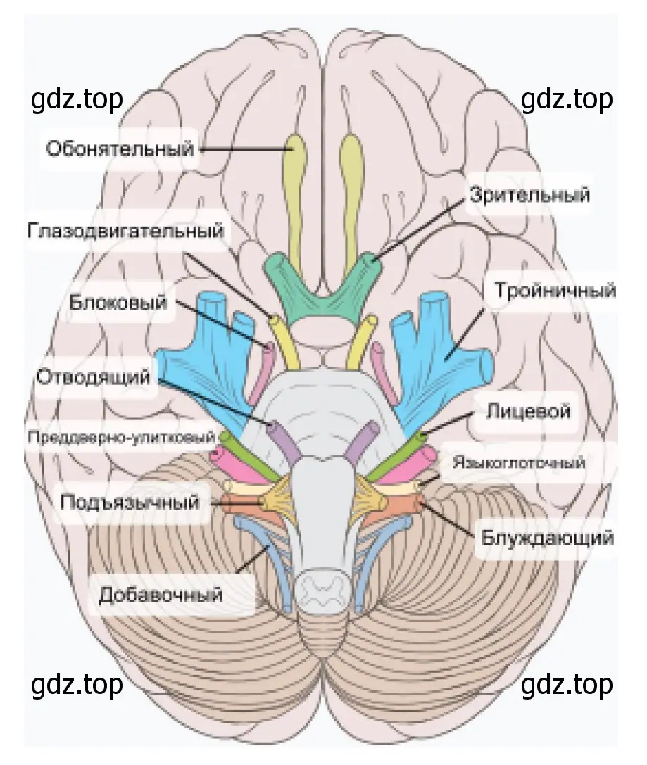 Рисунок 3. Схема мозга, ствола мозга и черепно-мозговых нервов
