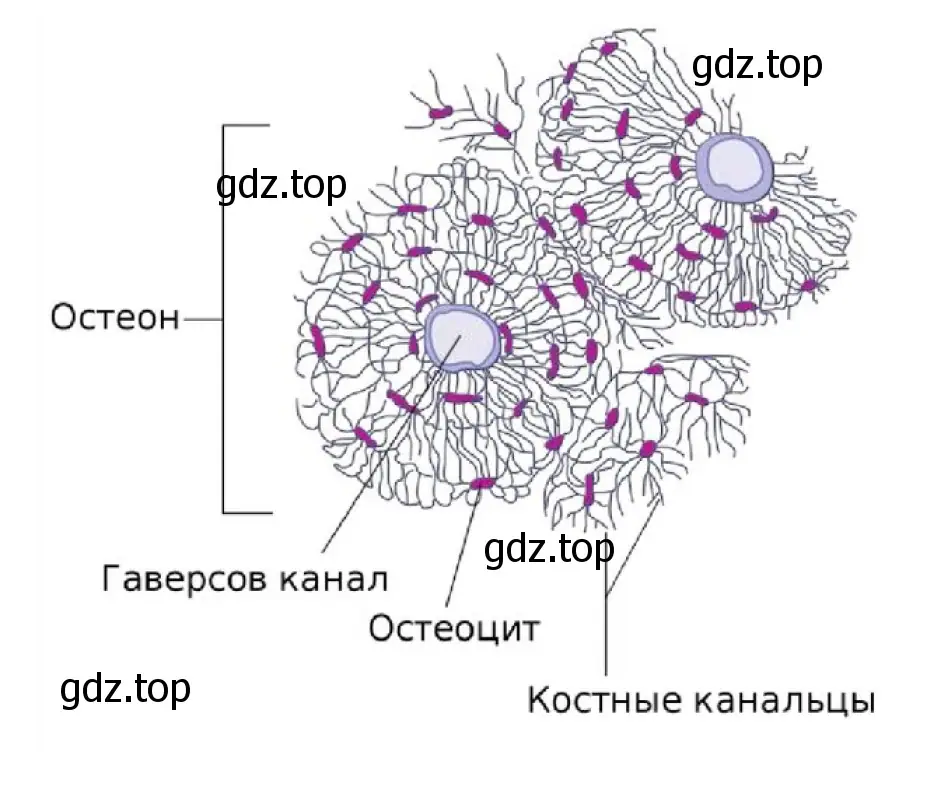 Микроскопическое строение костной ткани 