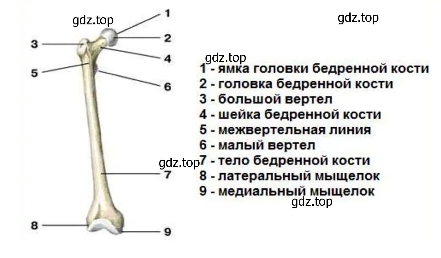 Бедренная кость