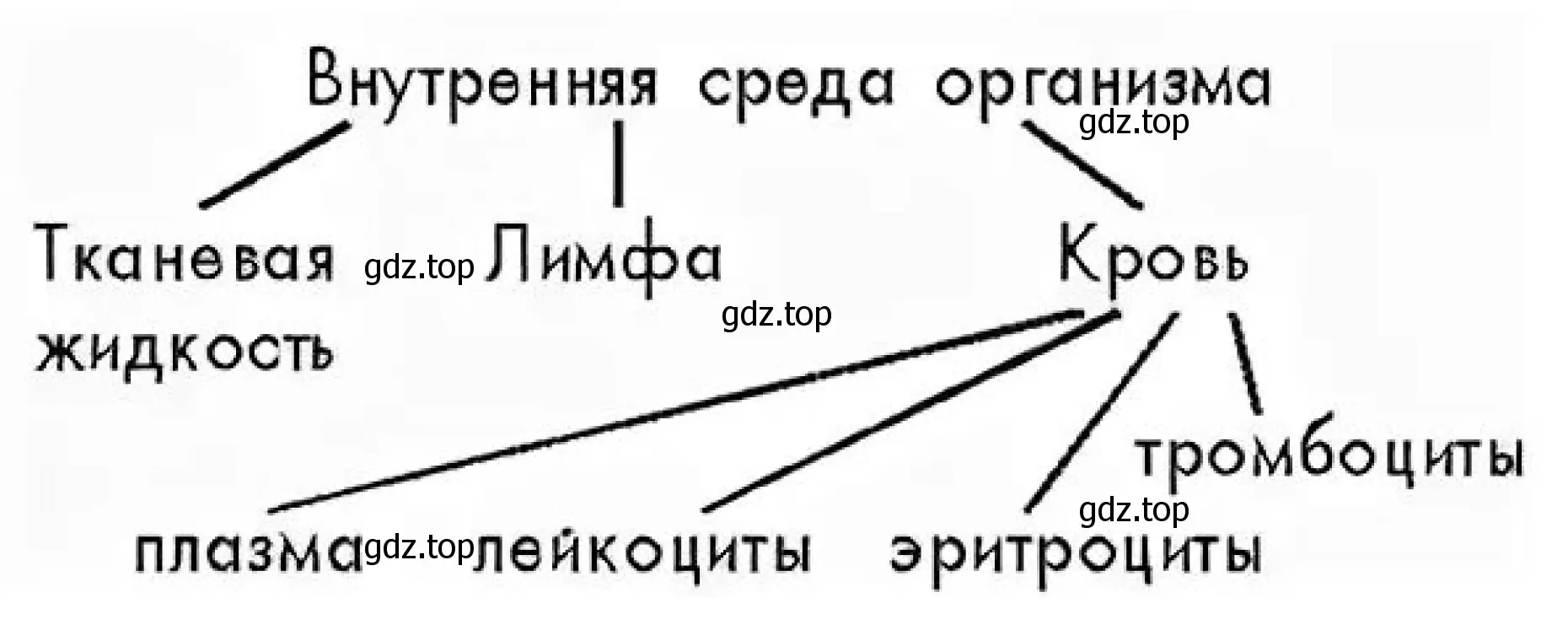 Схема. Внутренняя среда организма