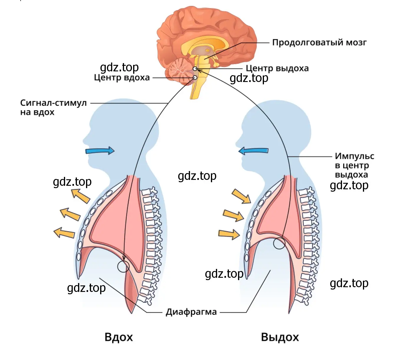 Схема рефлекторной дуги дыхательных движений