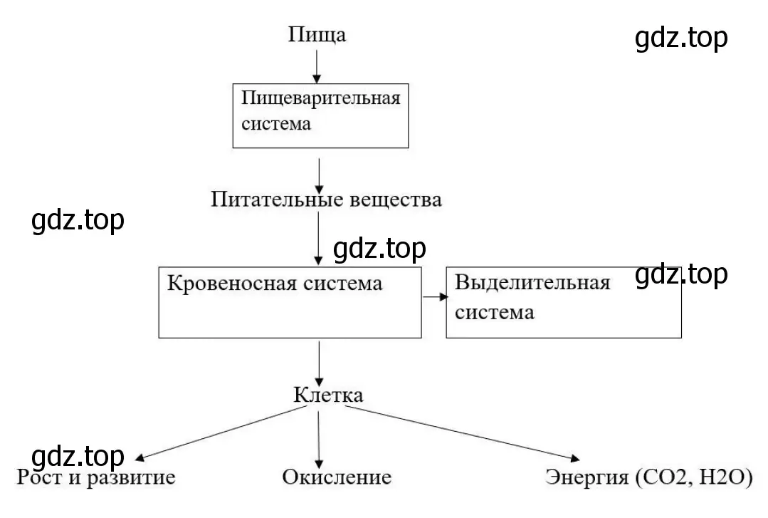 Схема взаимосвязи кровеносной и пищеварительной систем человека