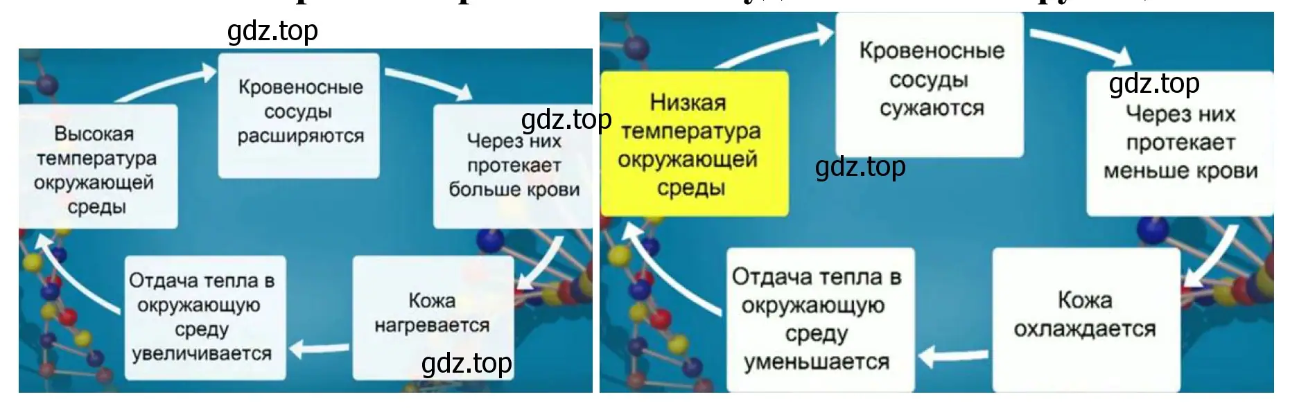 Механизм терморегуляции