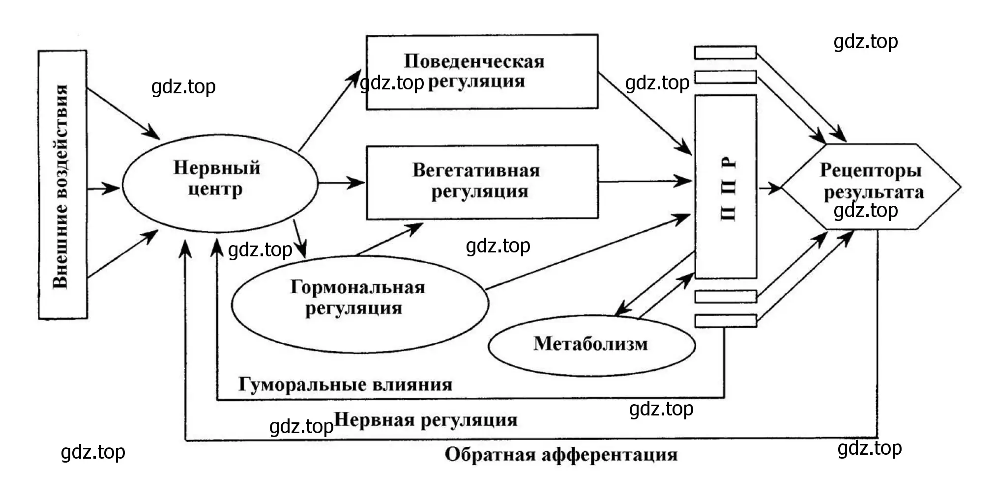 Схема работы функциональной системы 