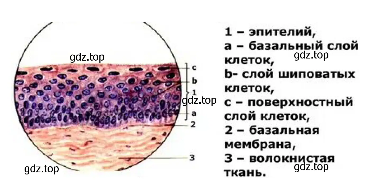 Многослойный плоский неороговевающий эпителий (роговица)