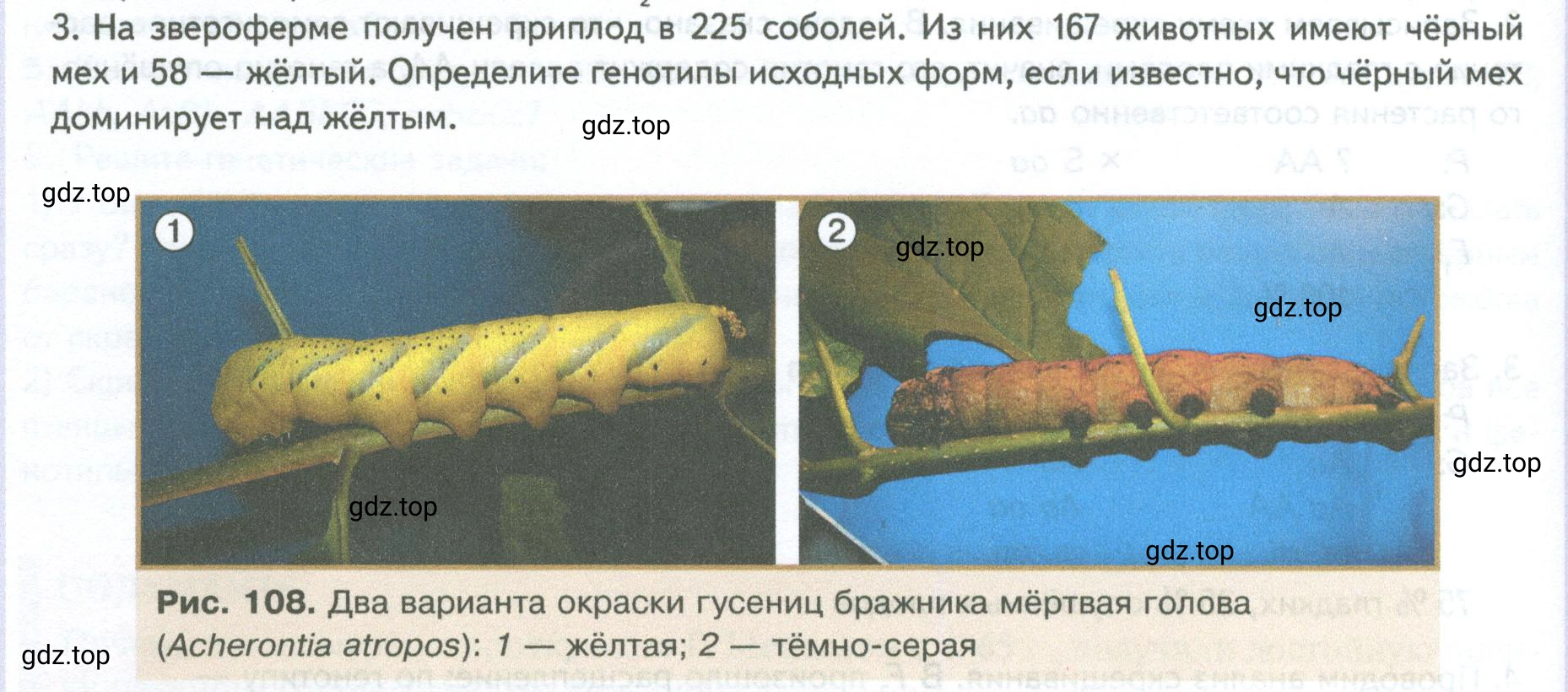 Условие номер 3 (страница 162) гдз по биологии 10 класс Пасечник, Каменский, учебник 2 часть