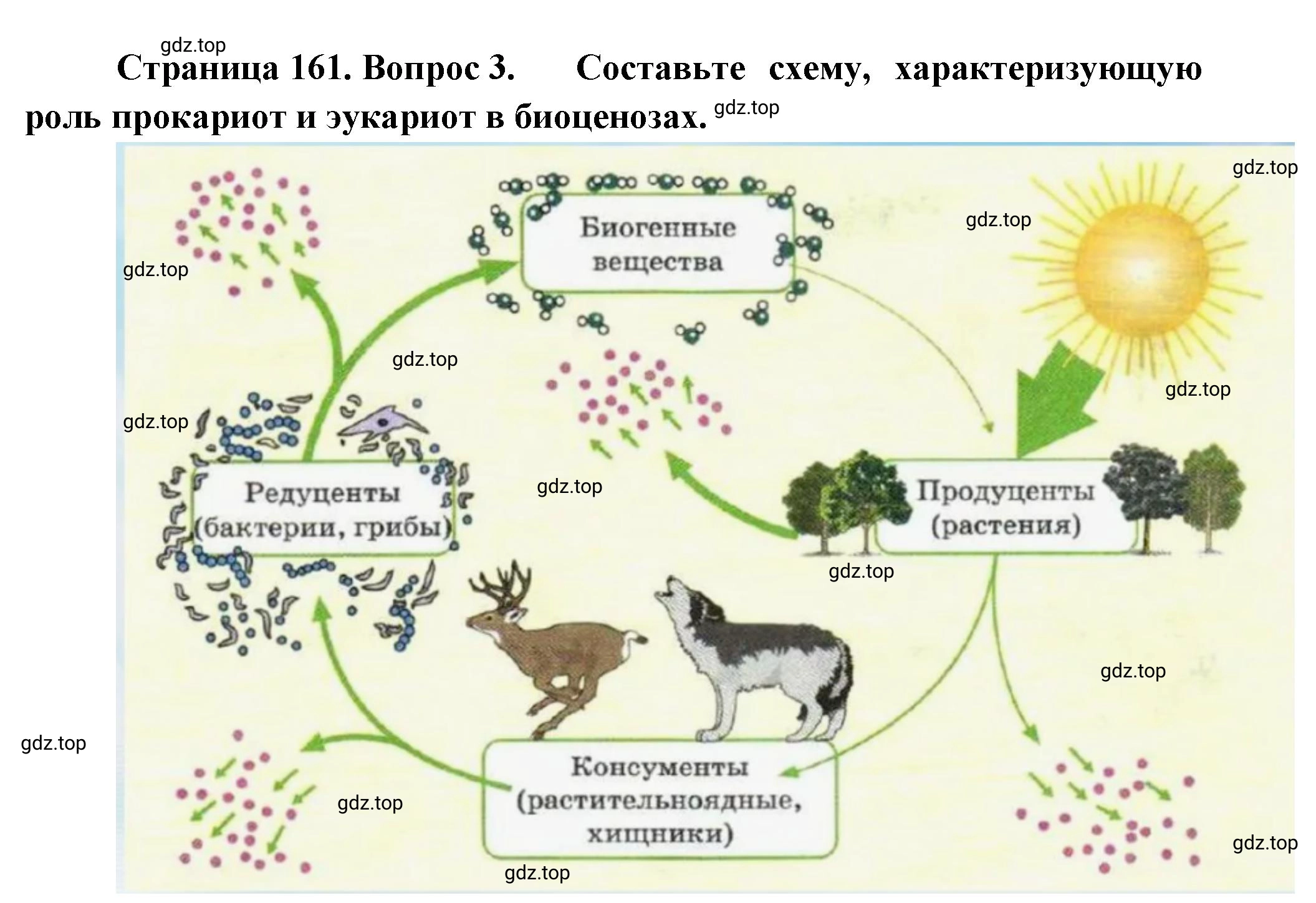 Решение номер 3 (страница 161) гдз по биологии 10 класс Пасечник, Каменский, учебник 1 часть