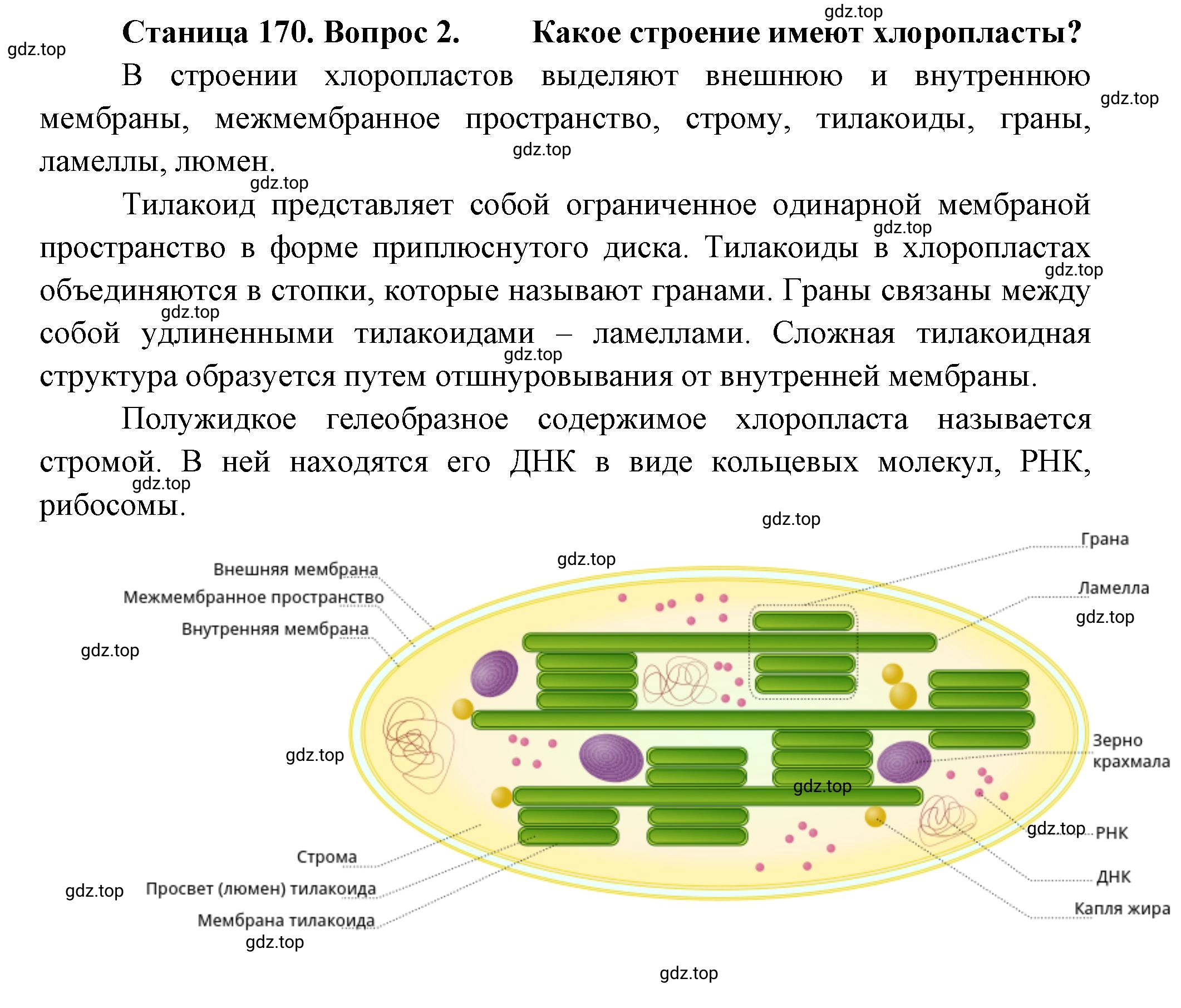 Решение номер 2 (страница 170) гдз по биологии 10 класс Пасечник, Каменский, учебник 1 часть