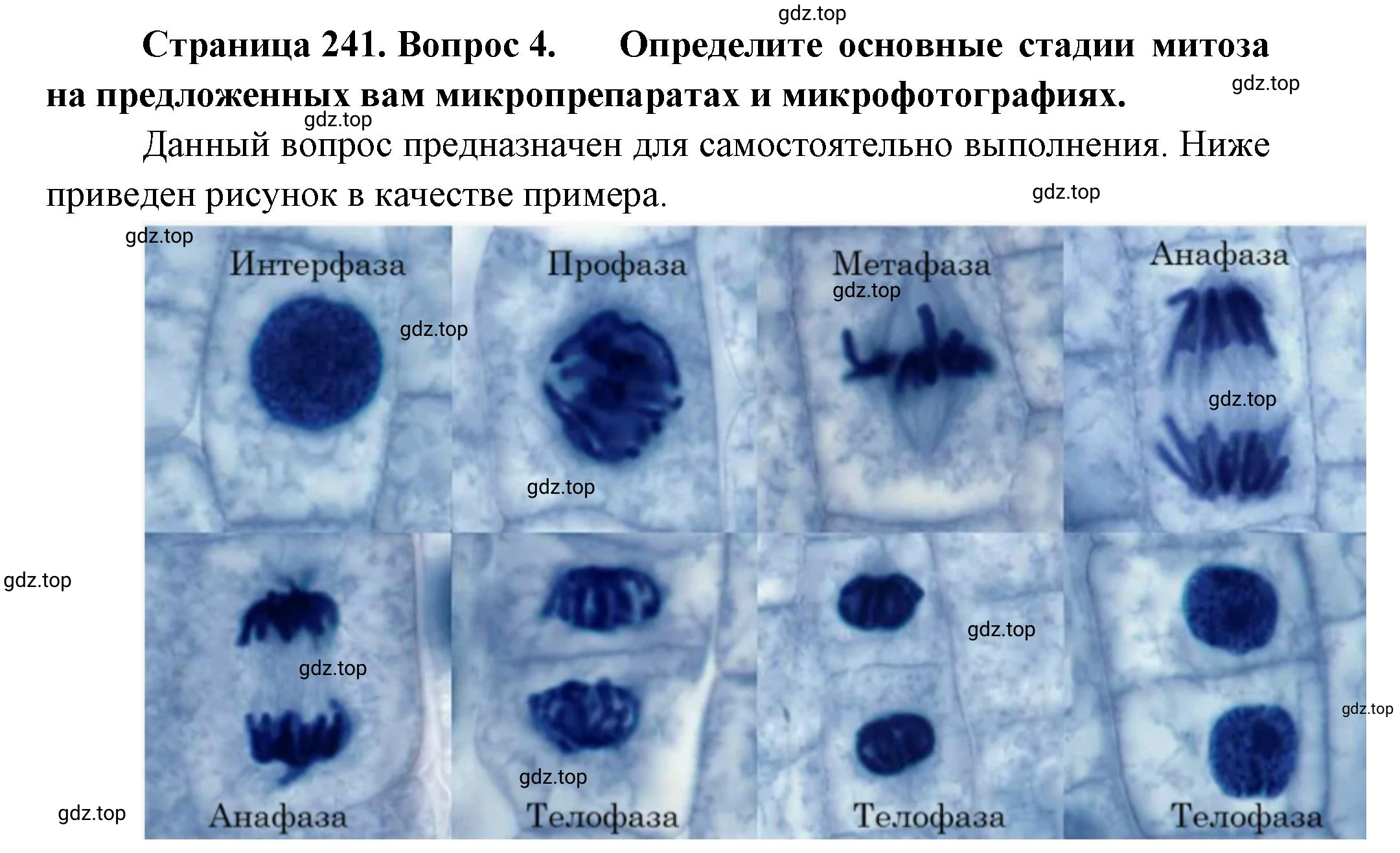 Решение номер 4 (страница 241) гдз по биологии 10 класс Пасечник, Каменский, учебник 1 часть