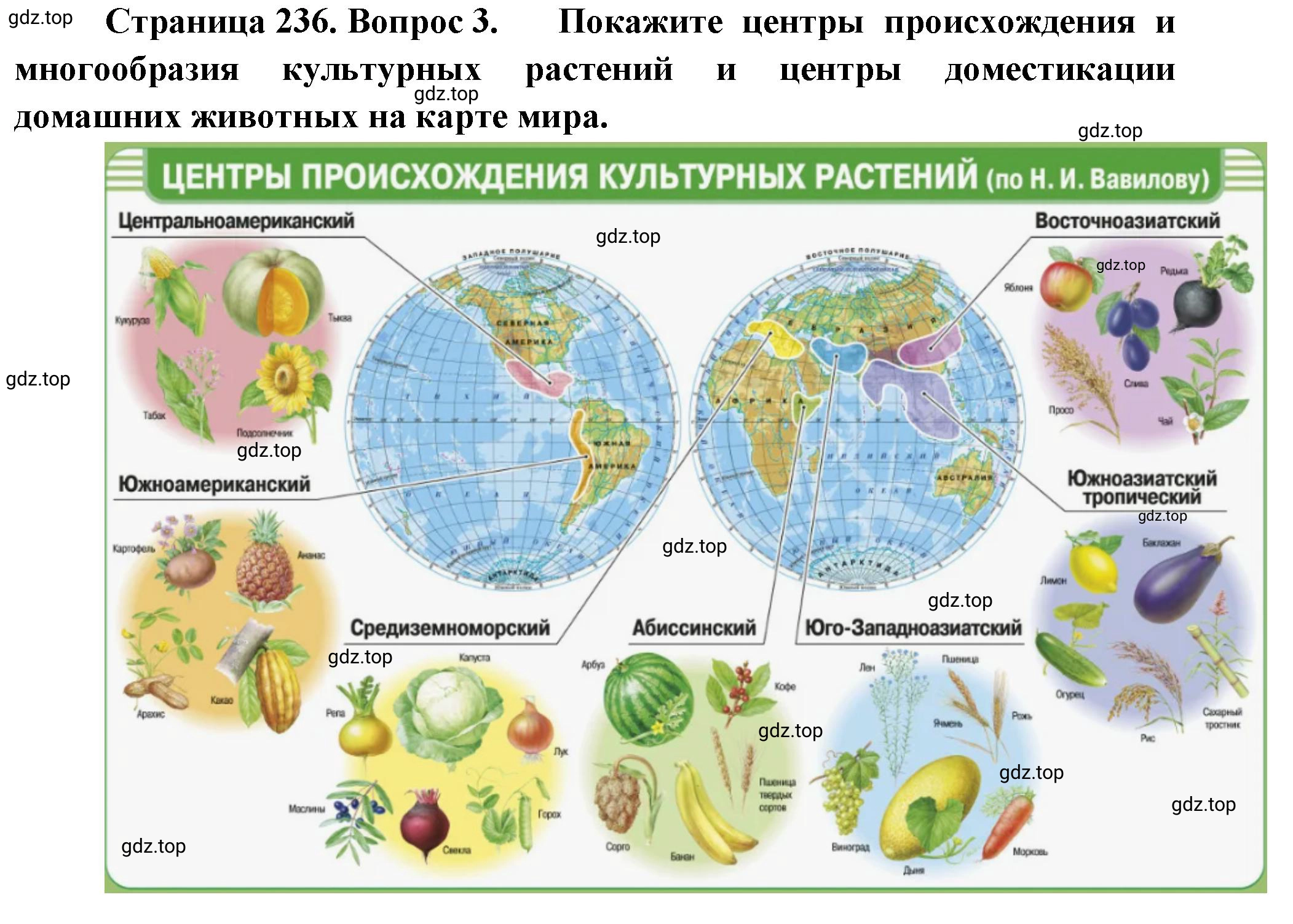 Решение номер 3 (страница 236) гдз по биологии 10 класс Пасечник, Каменский, учебник 2 часть