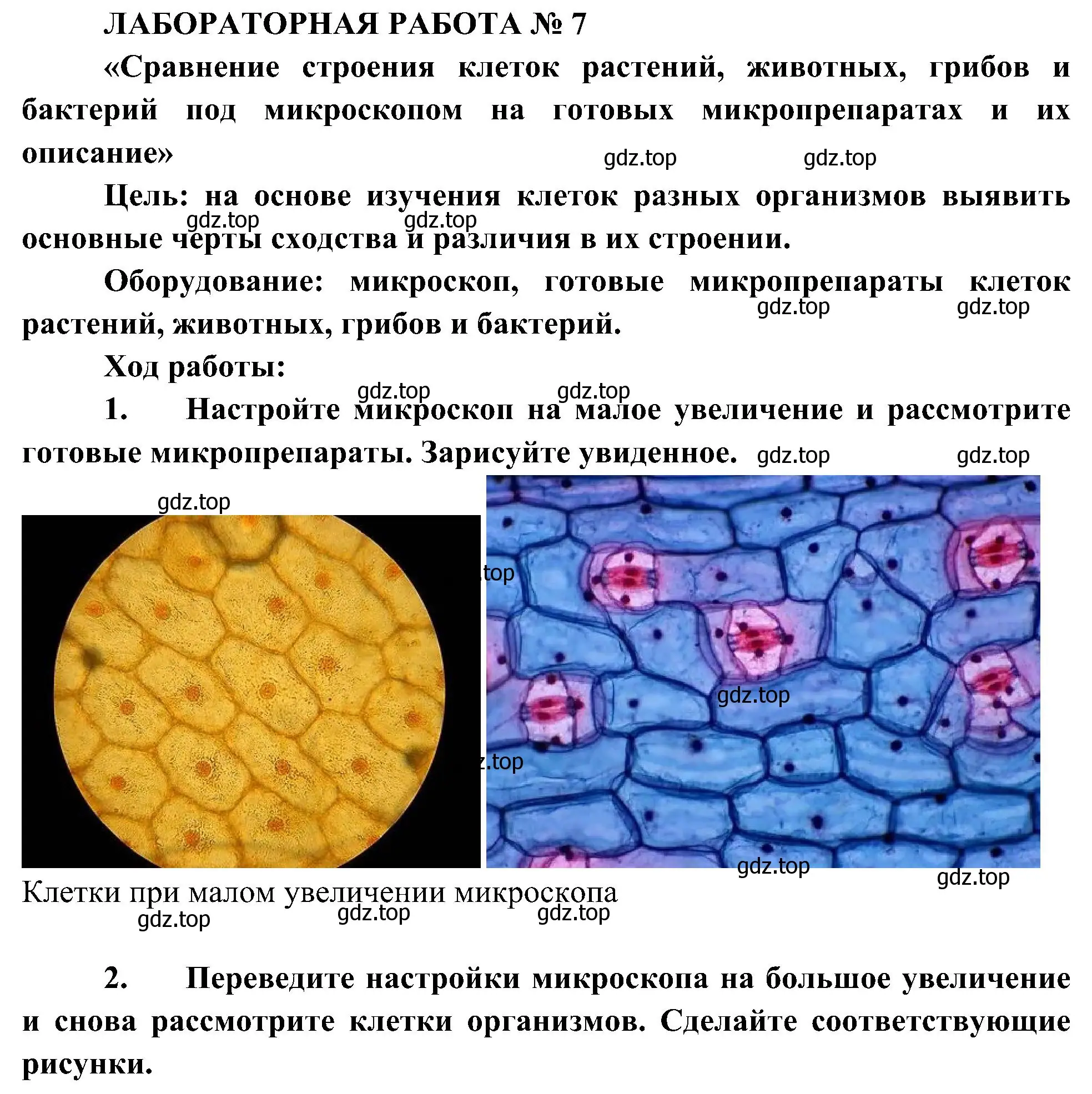 Решение  Проводим исследование (страница 116) гдз по биологии 10 класс Пасечник, Каменский, учебник