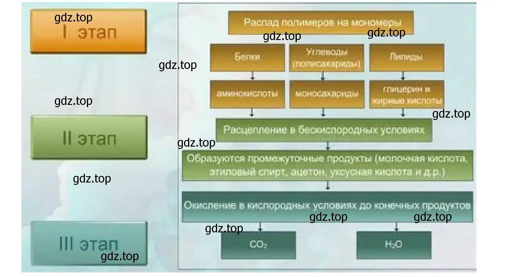 Решение номер 1 (страница 152) гдз по биологии 10 класс Пасечник, Каменский, учебник