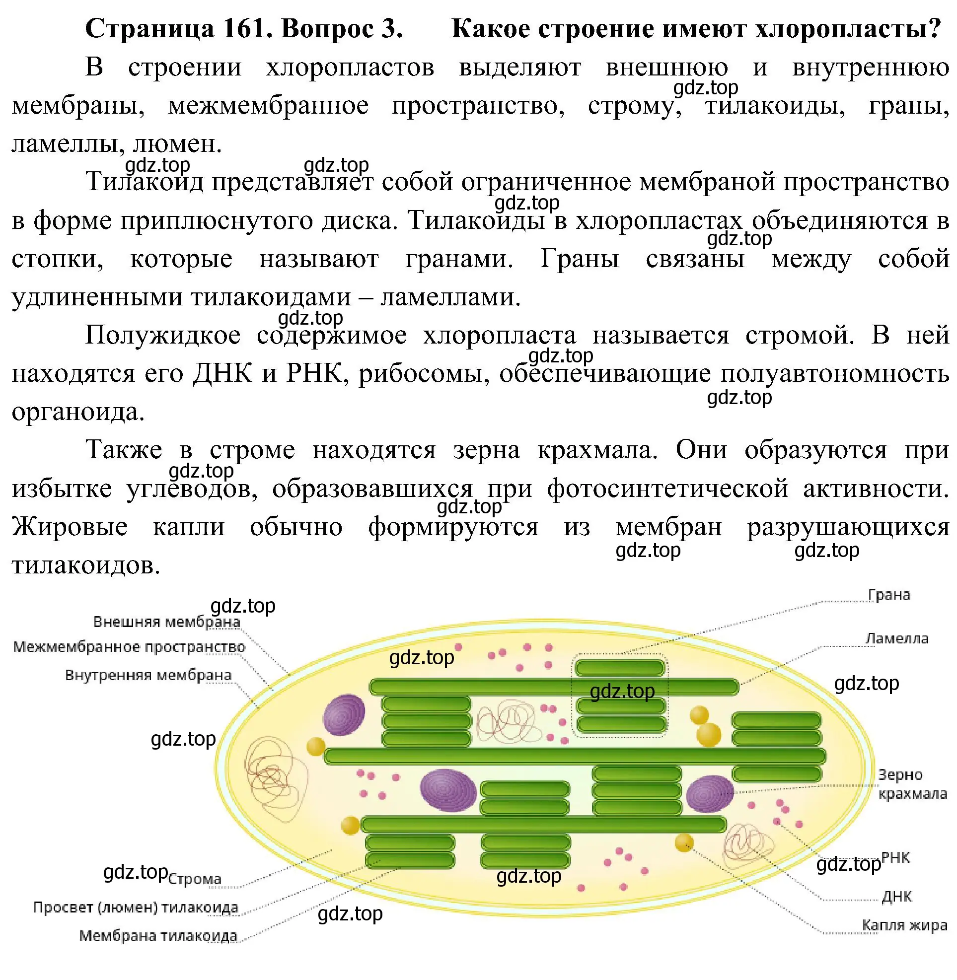 Решение номер 3 (страница 161) гдз по биологии 10 класс Пасечник, Каменский, учебник