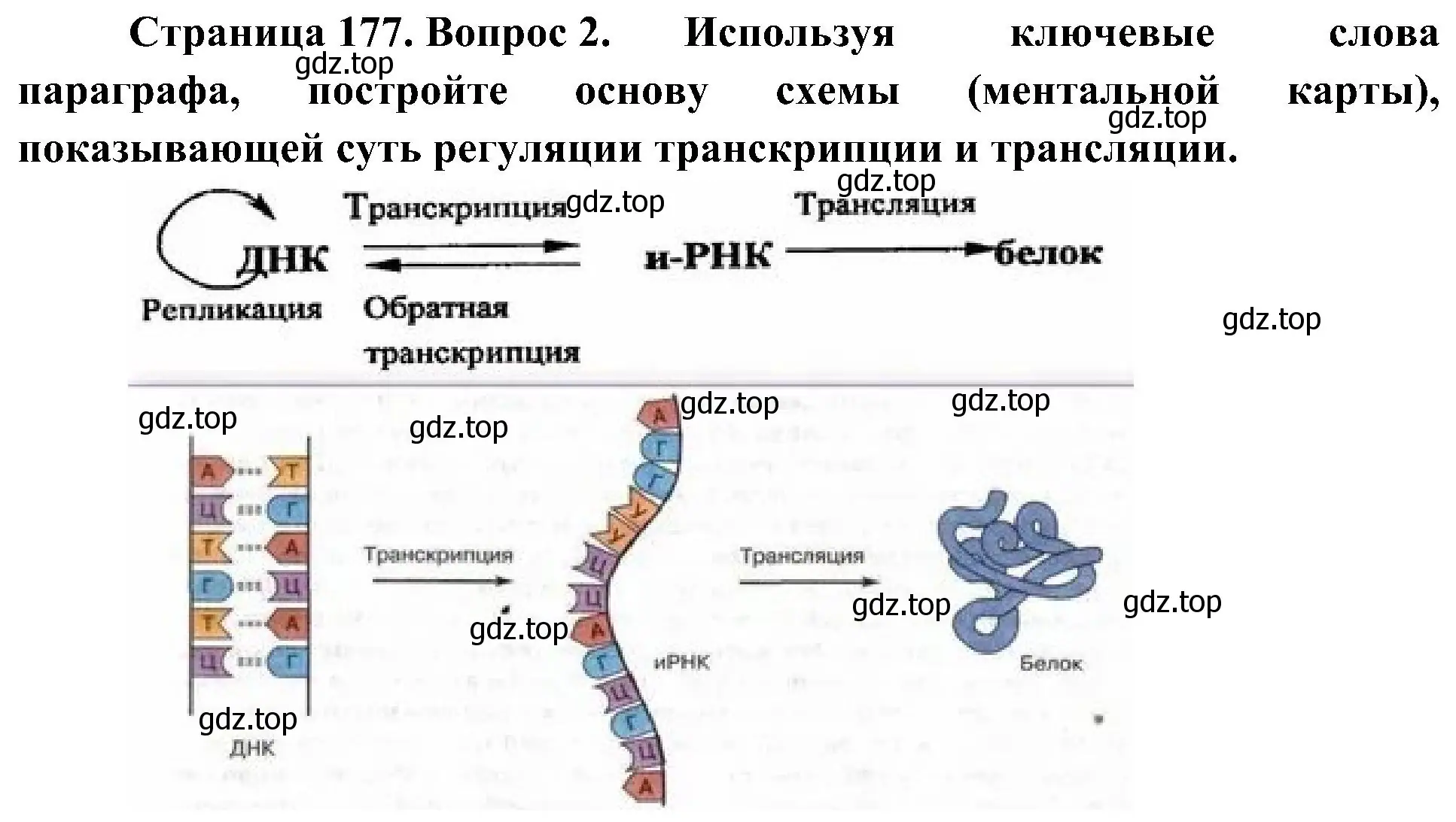 Решение номер 2 (страница 177) гдз по биологии 10 класс Пасечник, Каменский, учебник