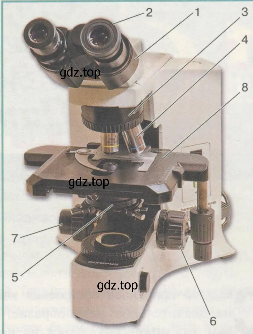 Рисунок. Схема устройства микроскопа: 1 — тубус, 2 — окуляр, 3 — револьвер, 4 — объектив, 5 — конденсор с диафрагмой, 6 — макровинт, 7 — микровинт, 8 — предметный столик.