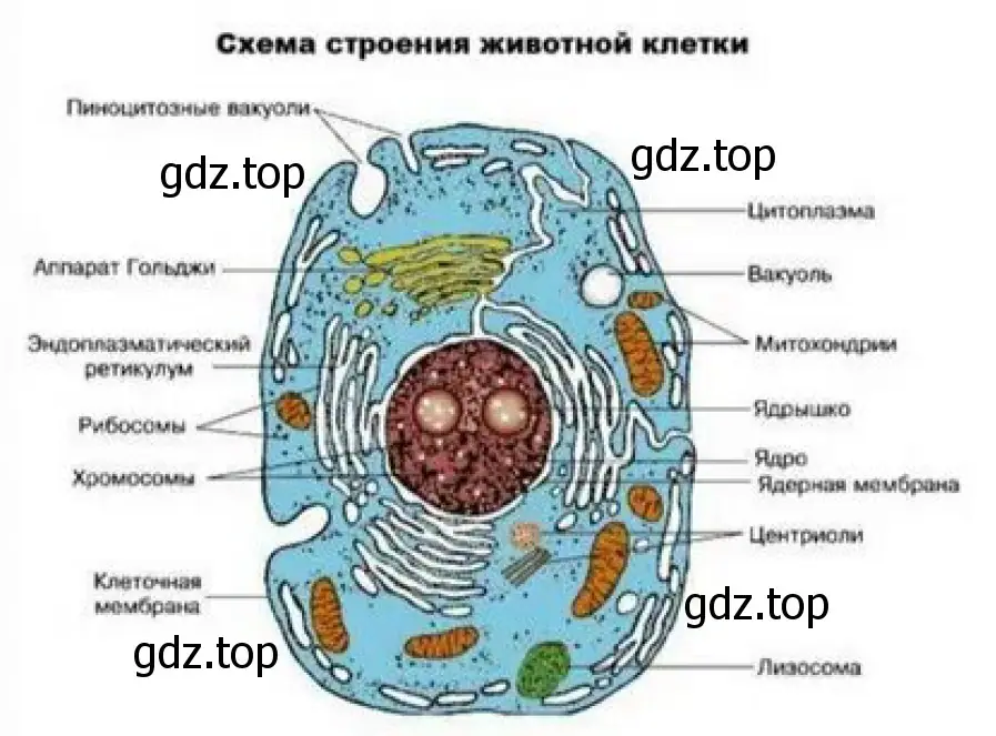 Рисунок 2. Схема строения животной клетки. 